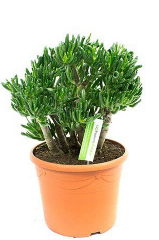 Crassula-horntree-jadeplant