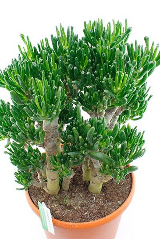 Crassula horntree