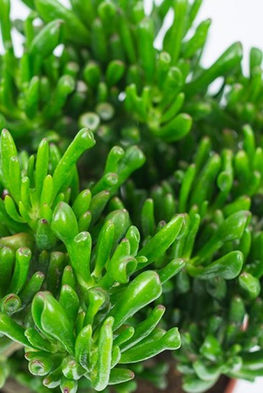 Crassula horntree