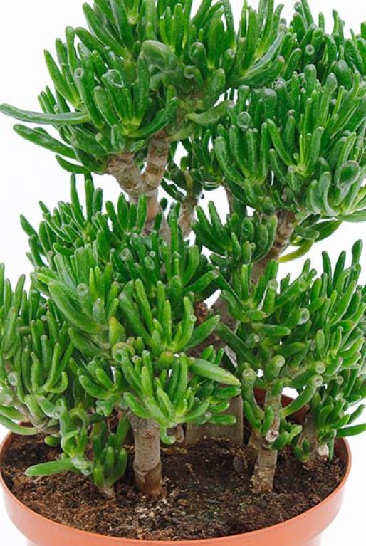 Crassula horntree