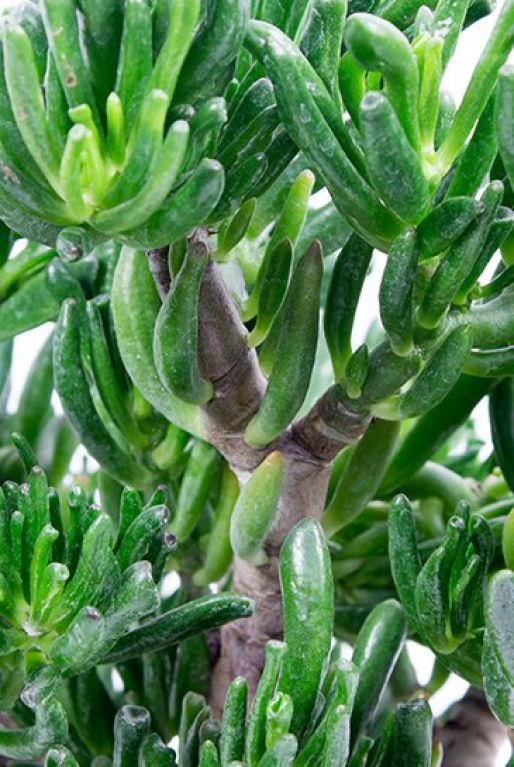 Crassula horntree