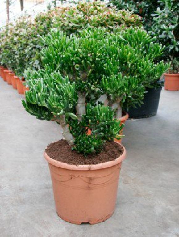 Crassula horntree