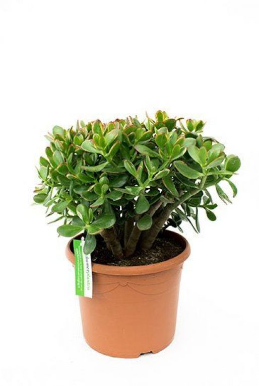 Crassula sunset