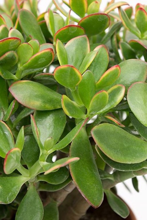 Crassula sunset