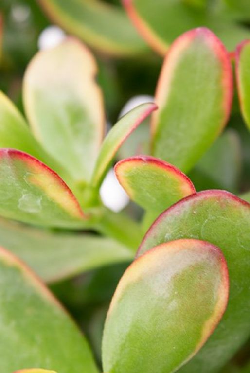 Crassula sunset