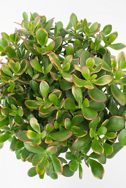 Crassula sunset