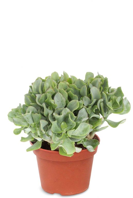 Crassula arborescens vetplant