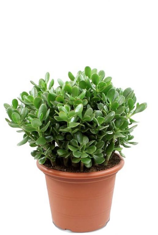Crassula ovata kamerplant