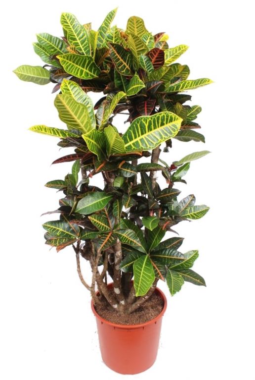 Croton codiaeum petra kamerplant 1