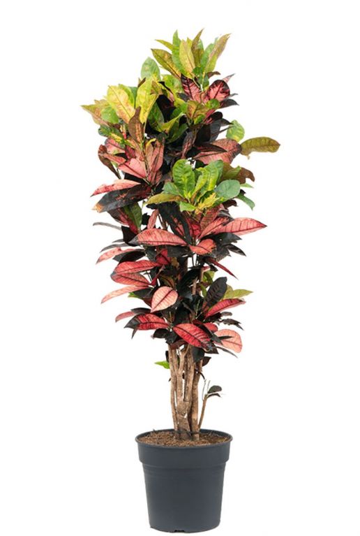 Croton iceton kamerplant 3