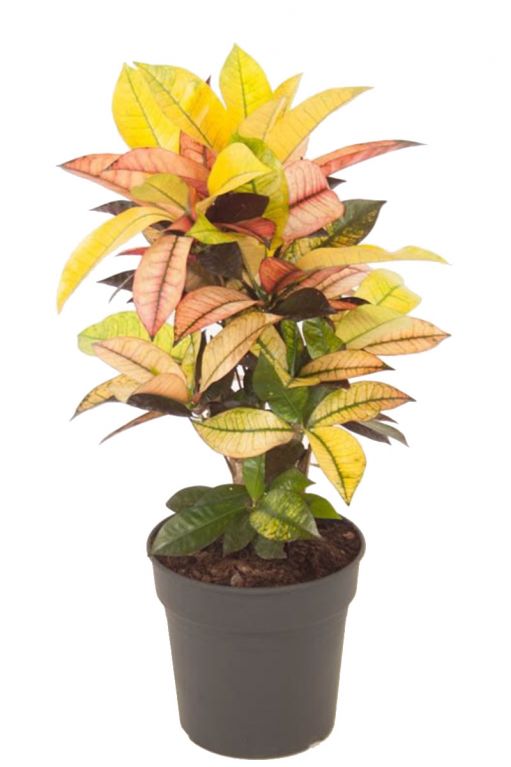 Croton kamerplant 2