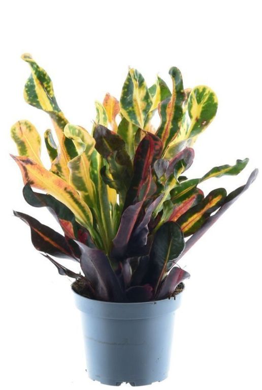 Croton mammi p12 plant