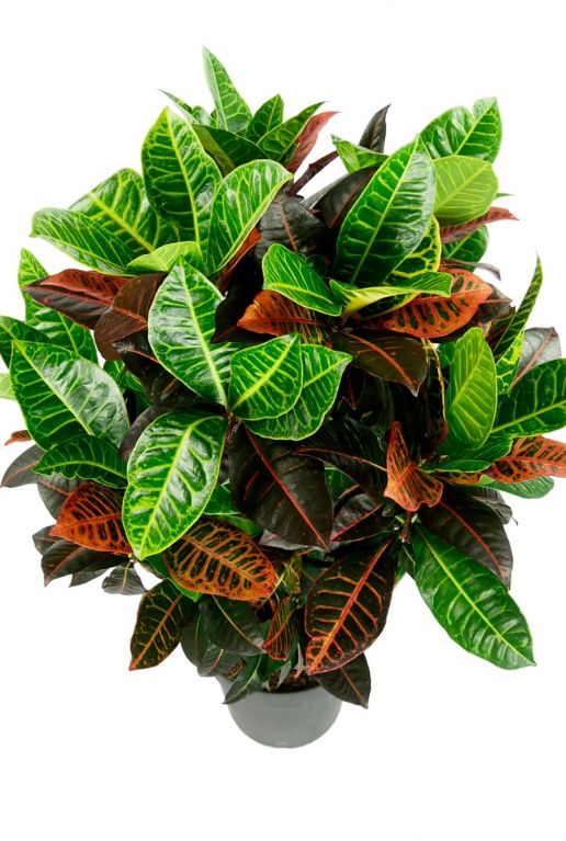 Croton petra gekleurde bladeren