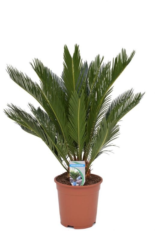 Cycas revoluta kamerplant 1