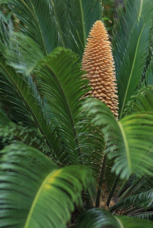 Cycas revoluta tuinplant p14