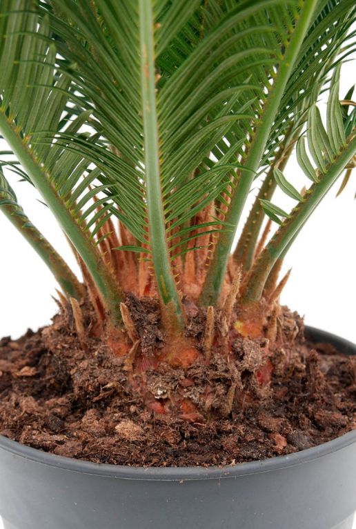 Cycas Revoluta