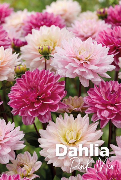 Dahlia pink mix bloembollen