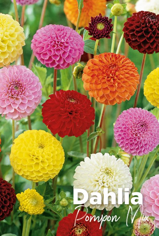 Dahlia pompon mix bloembollen