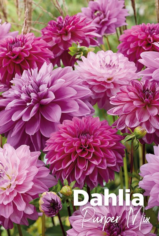 Dahlia purper mix bloembollen