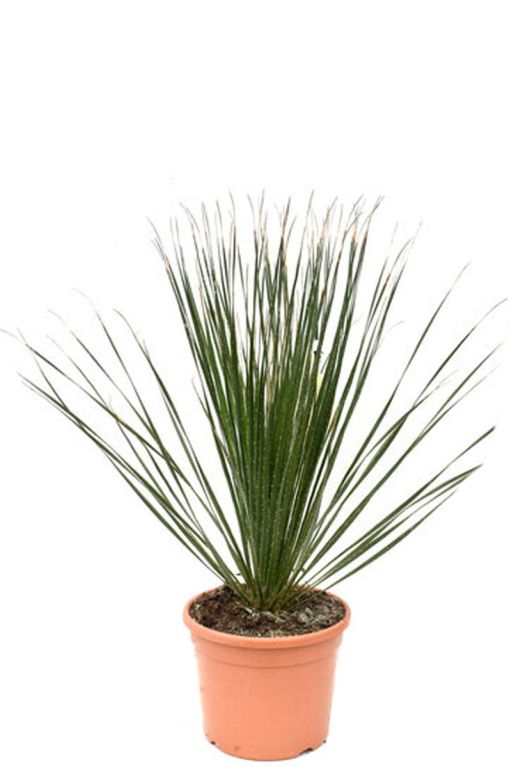 Dasylirion serratifolium p26