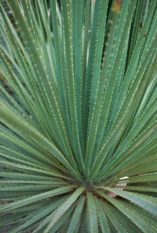 Dasylirion serratifolium tuinplant p26
