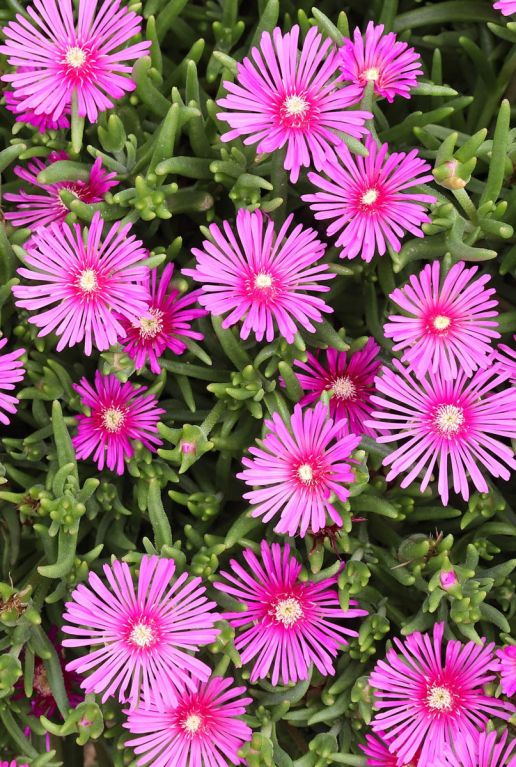 Delosperma coopei table mountain tuinplant