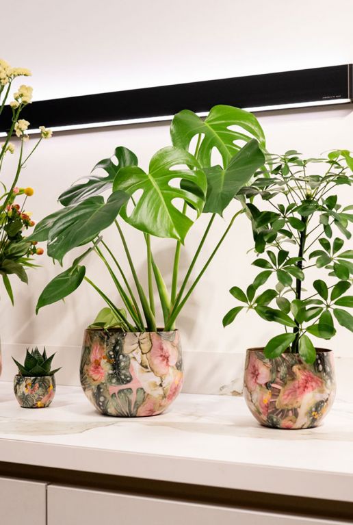 Designed by lammie monstera mystery pot 3