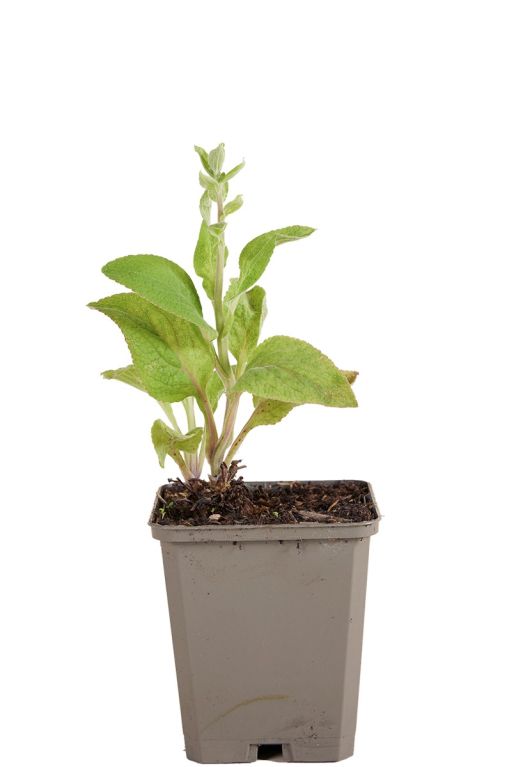 Digitalis purp