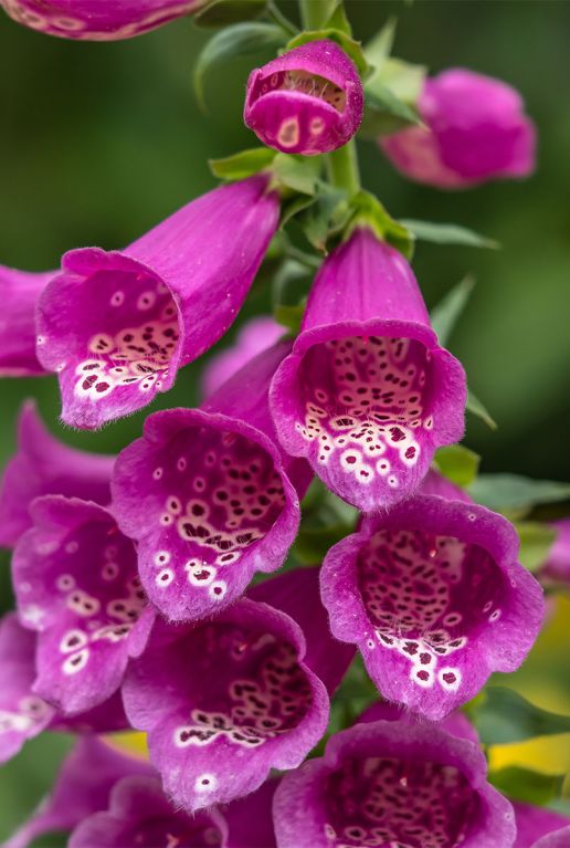 Digitalis purp gloxiniiflora p9