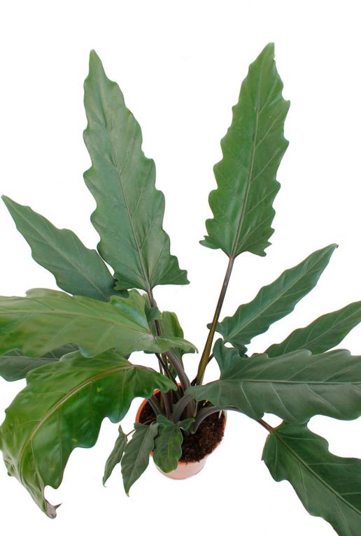 Grote groene bladeren van de Alocasia 