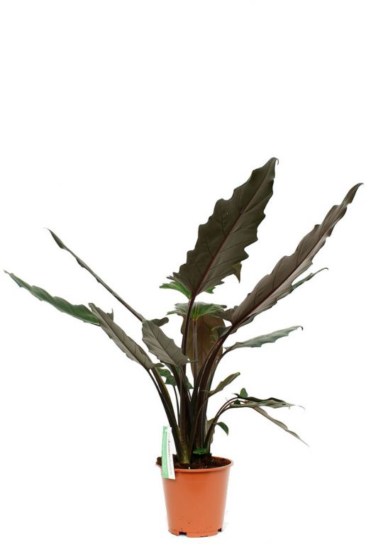 Alocasia Lauterbachiana kamerplant kopen bij 123planten