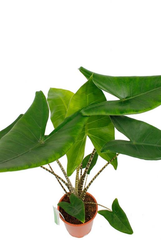 Alocasia zebrina