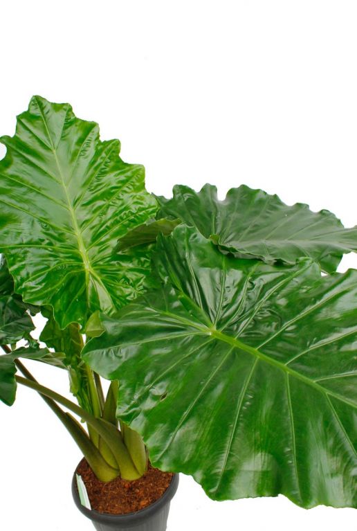 Golvend gekruld groen blad Alocasia Portodora 