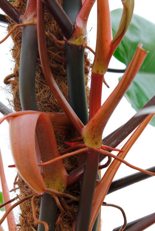 Philodendron Red Emerald met rode bladstelen op mosstok