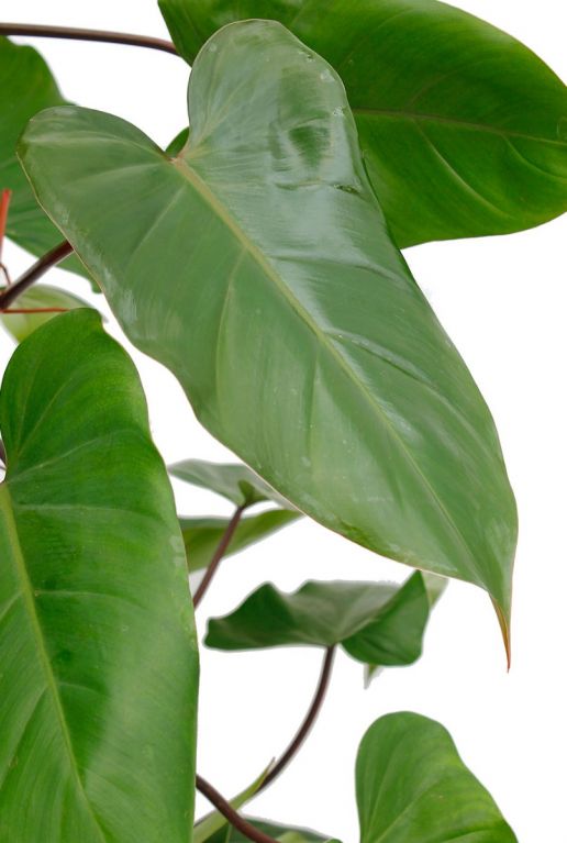 Groen hartvormig blad Philodendron Red Emerald kamerplant 