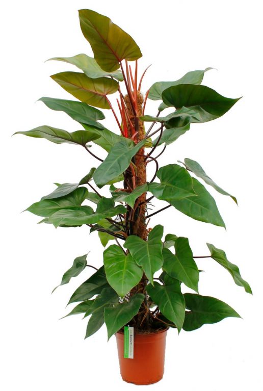 Hippe Philodendron Red Emerald op mosstok kopen bij 123planten