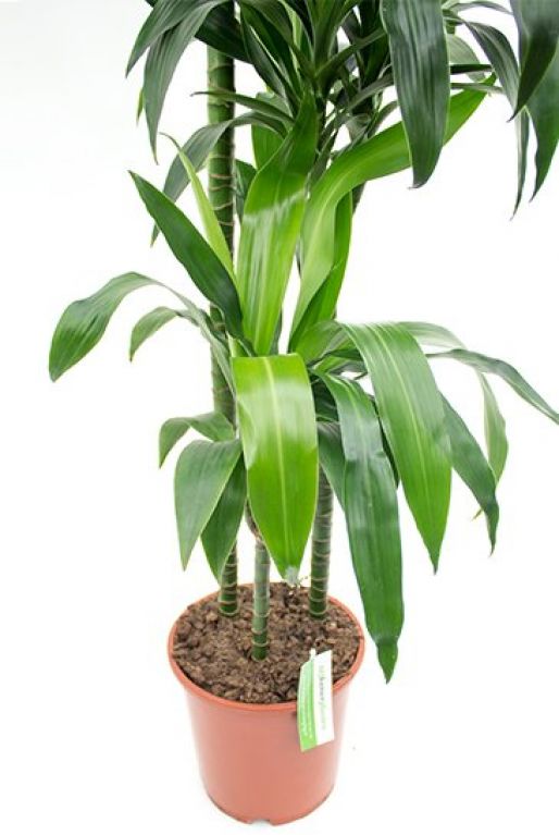 Dracaena Janet Craig