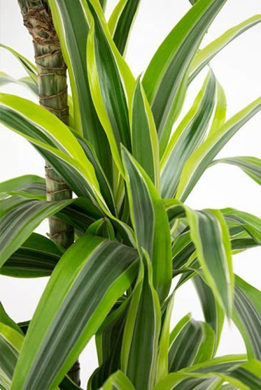 Dracaena Lemon Lime