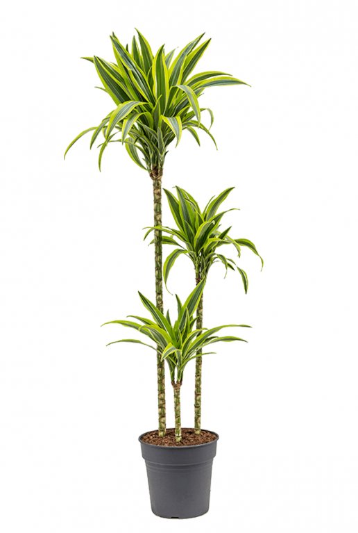 Dracaena-lemon-lime-kopen