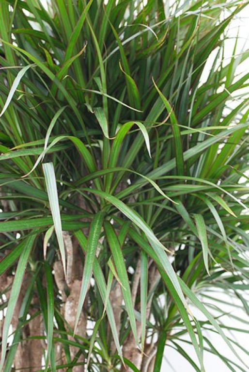 Dracaena Marginata