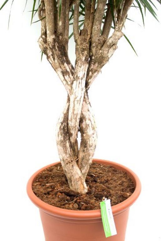 Dracaena Marginata