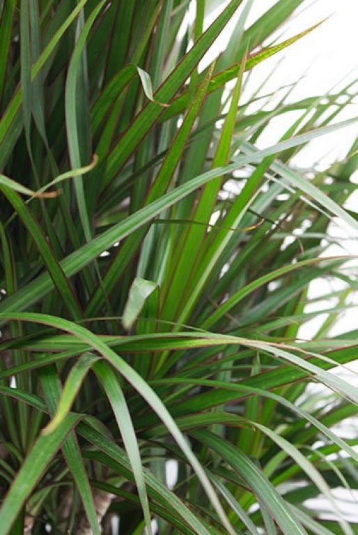 Dracaena Marginata
