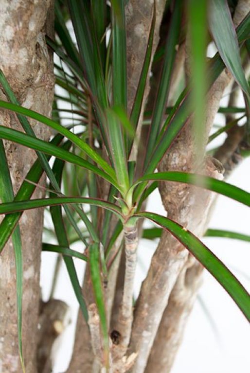 Dracaena Marginata
