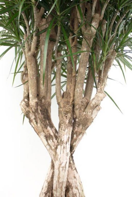 Dracaena Marginata