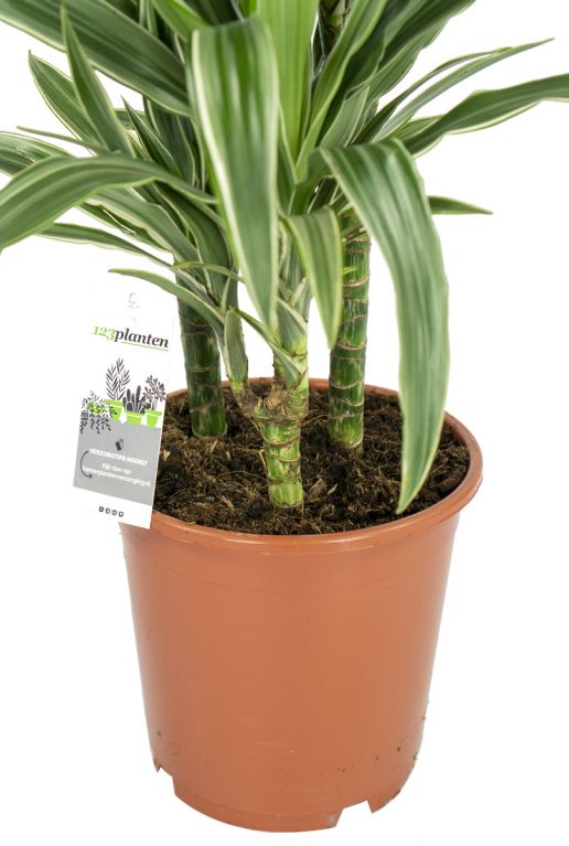 Dracaena-warneckei-online-kopen-3stek