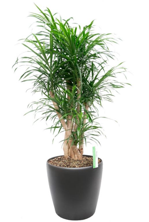 Dracaena Anita