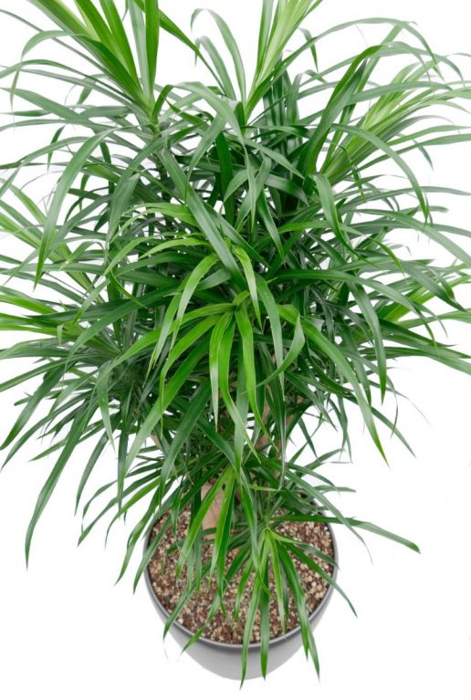 Dracaena Anita
