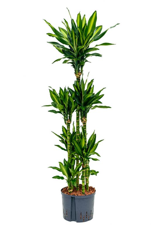 Dracaena cintho 2