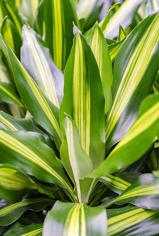 Dracaena cintho blad 1 6