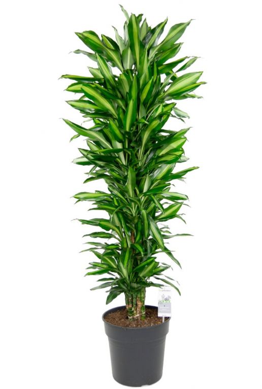 Dracaena cintho grote kamerplant